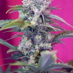 Cream Mandarine Auto