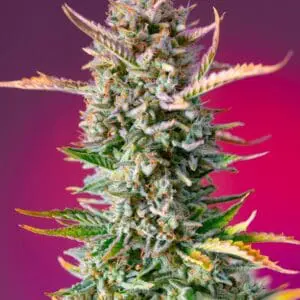 Gorilla Sherbet F1 Fast Version