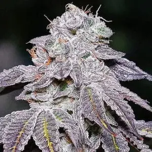 Kush Mints S1