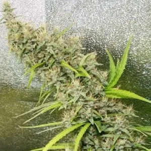 Thai x Panama Feminized