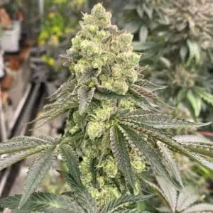 Apple B Feminized