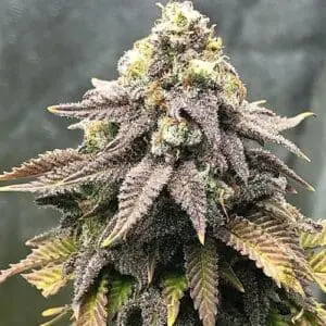 Cali Mango Mass