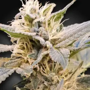 CBD Light