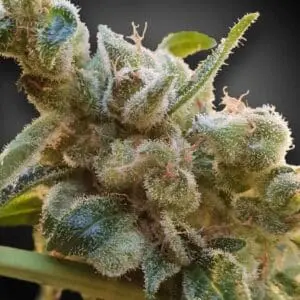 CBD Relax