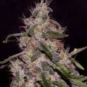 Frosted Guava