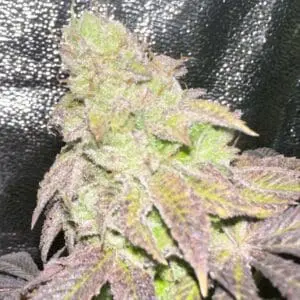 Smoke Trails Regular