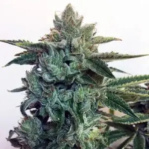 Sticky Zkittles Glue