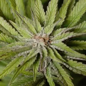 Super Wedding Haze