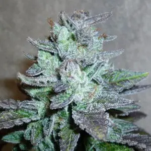 LV Purple Kush X Pre98 Bubba Regs
