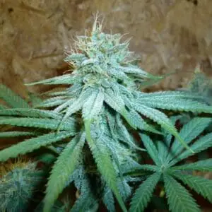White Rhino X Pre98 Bubba Kush Fems