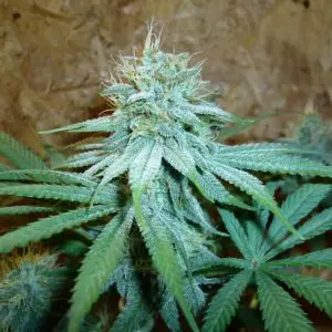 Chem Kit Limited Edition