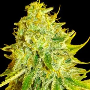 Watermelon Zkittles