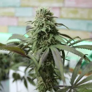 Yumboldt x Banana