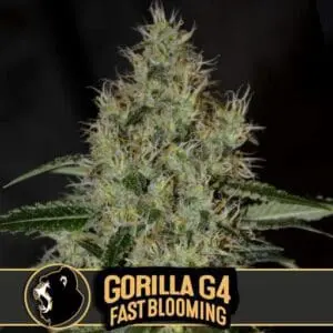 Gorilla G4 Fast