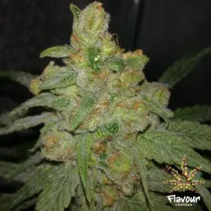Grease Monkey
