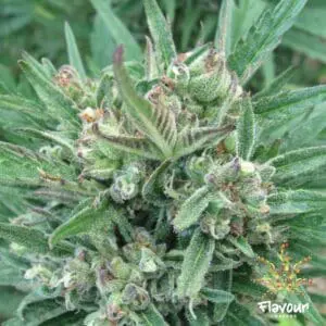 Purple Gelato