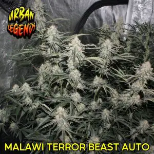 MALAWI TERROR BEAST AUTO​