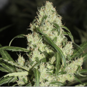 Lemon Thai x Haze Kit