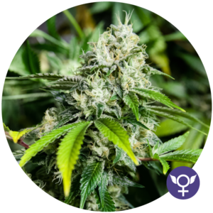 White Widow Extreme