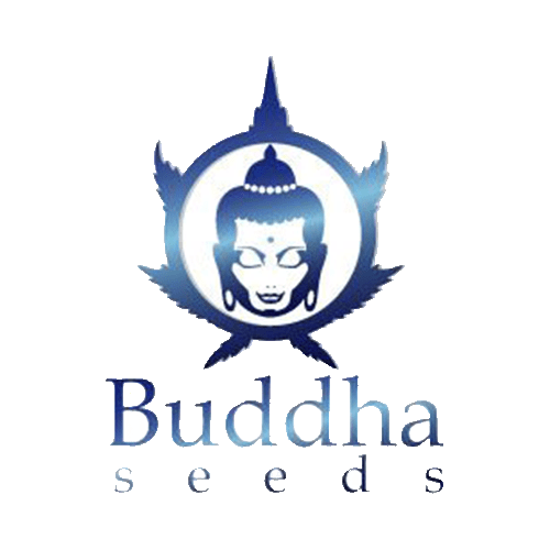 Buddha Seeds