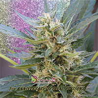 Jumping Jack Dash Auto