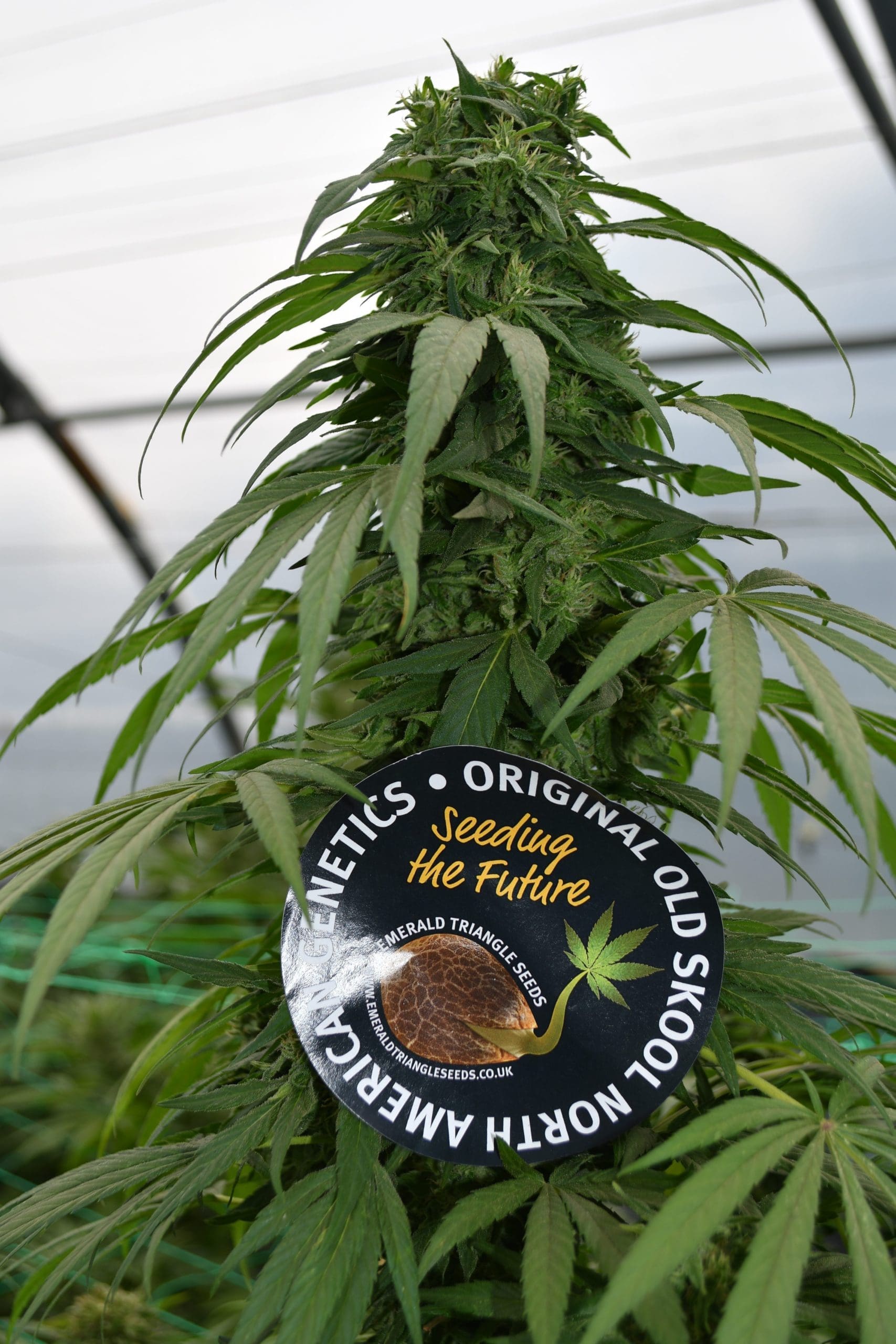 Mandarin Mimosa cannabis strain by Real Gorilla Seeds