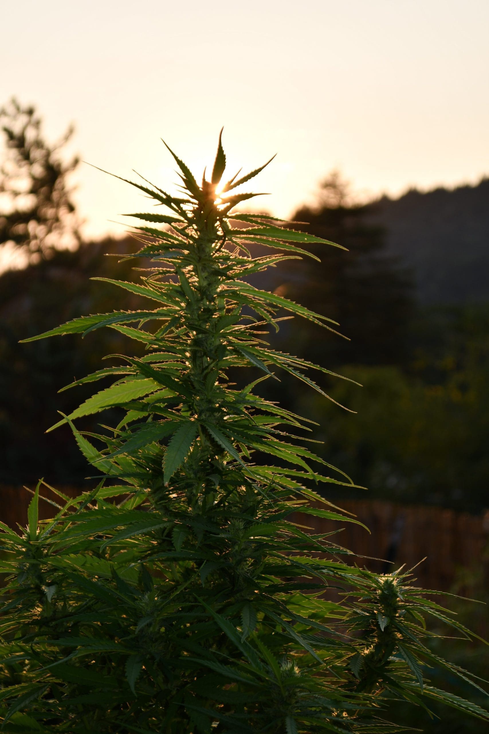 Sherbet Dip cannabis strain by Real Gorilla Seeds