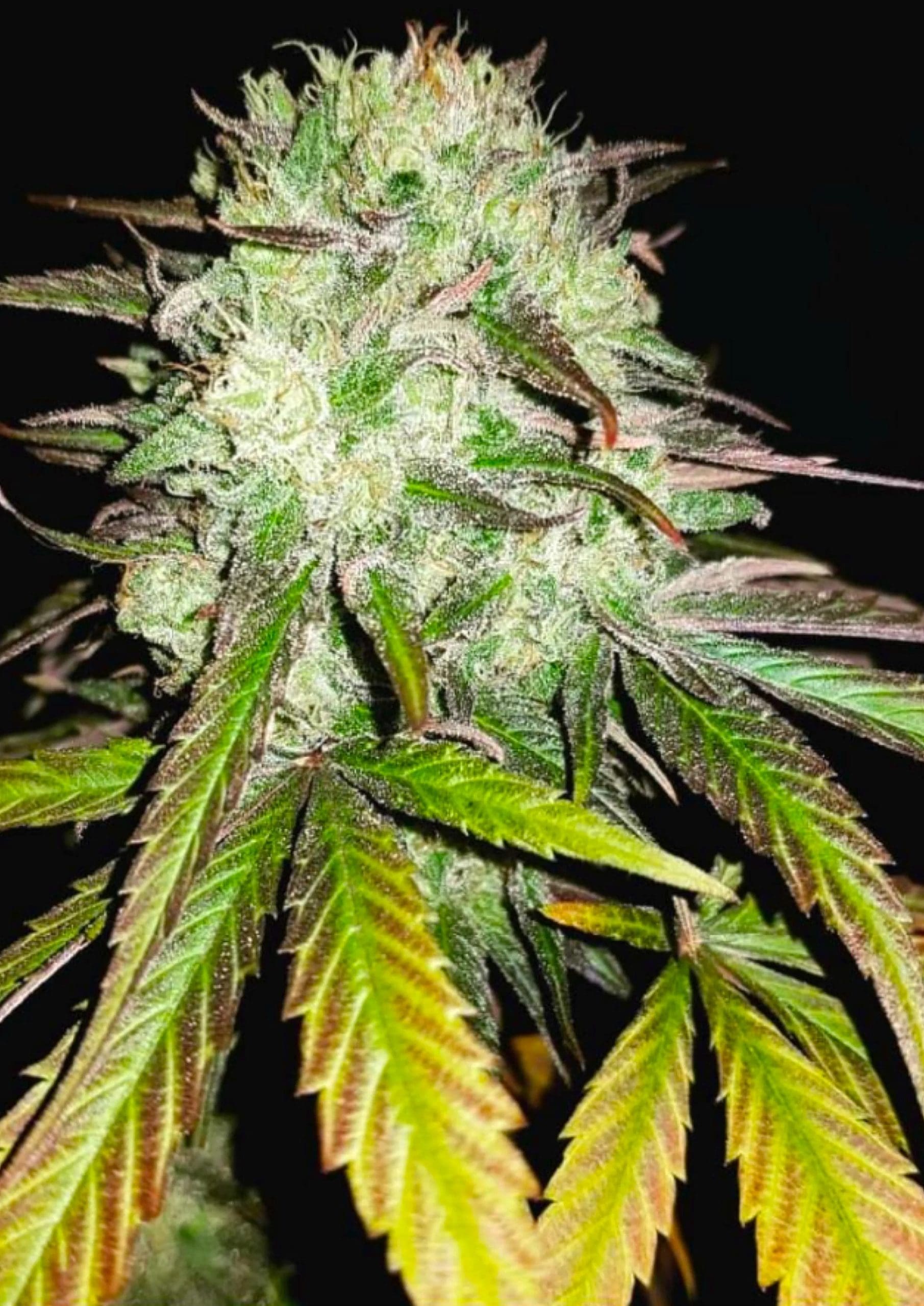 Afghan Kush cannabis strain by Real Gorilla Seeds