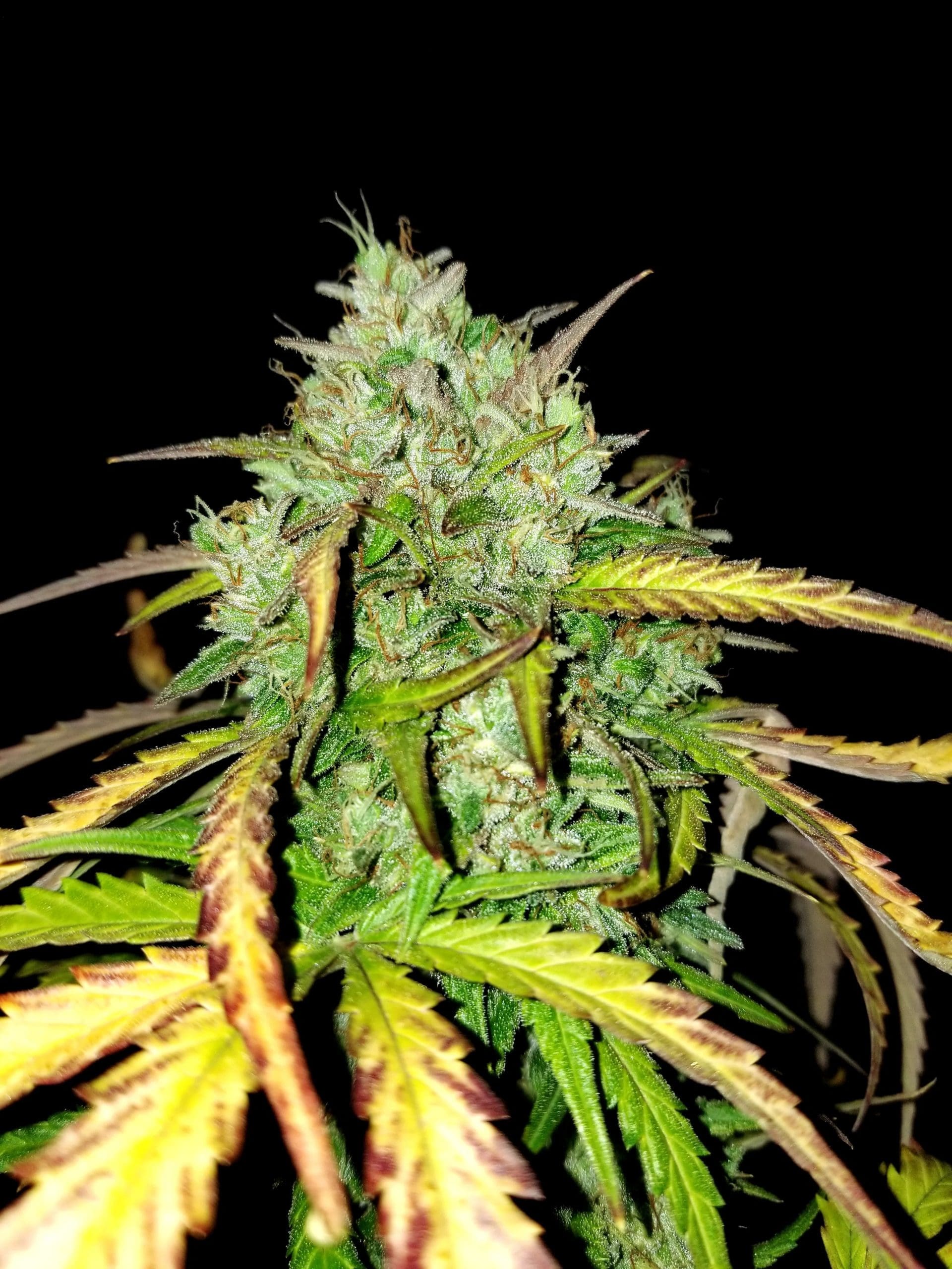 Girl Scout Cookies (Auto) cannabis strain by Real Gorilla Seeds