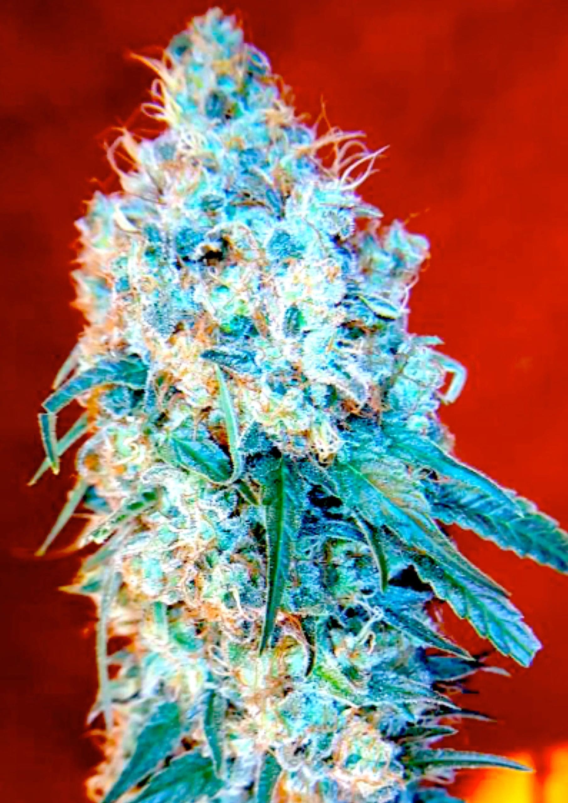 Blueberry Dream cannabis strain by Real Gorilla Seeds
