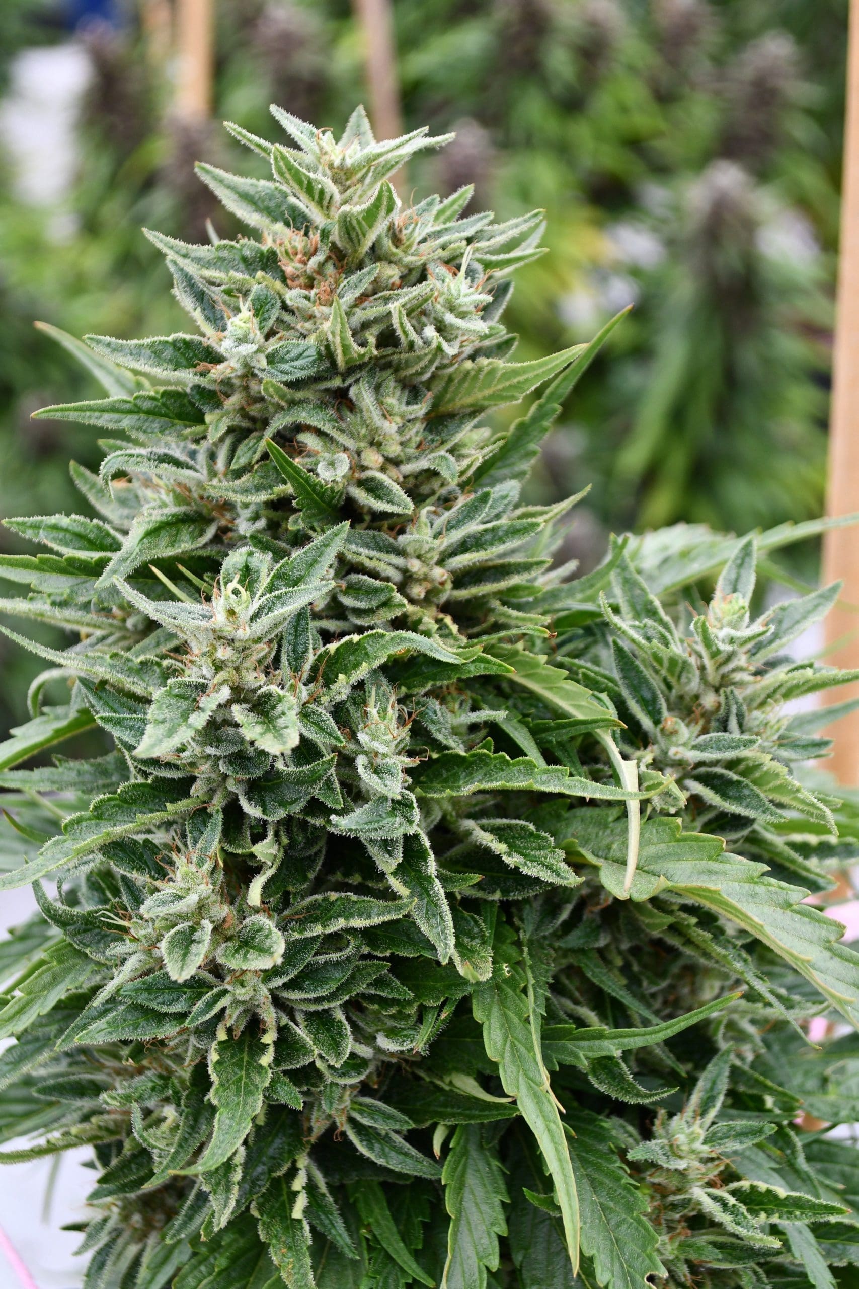 Critical Sour Diesel CBD cannabis strain by Real Gorilla Seeds