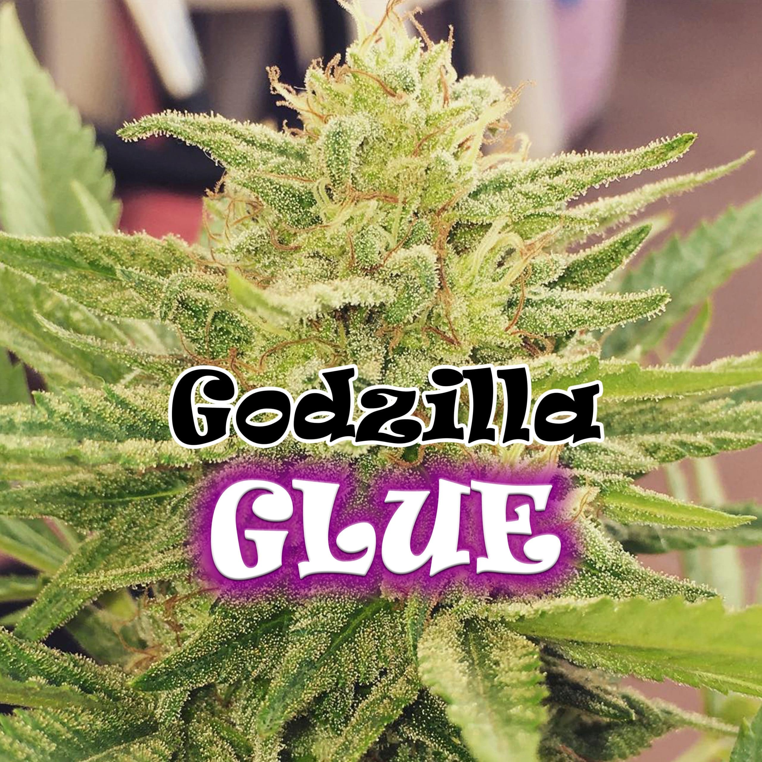 Godzilla Glue cannabis strain by Real Gorilla Seeds