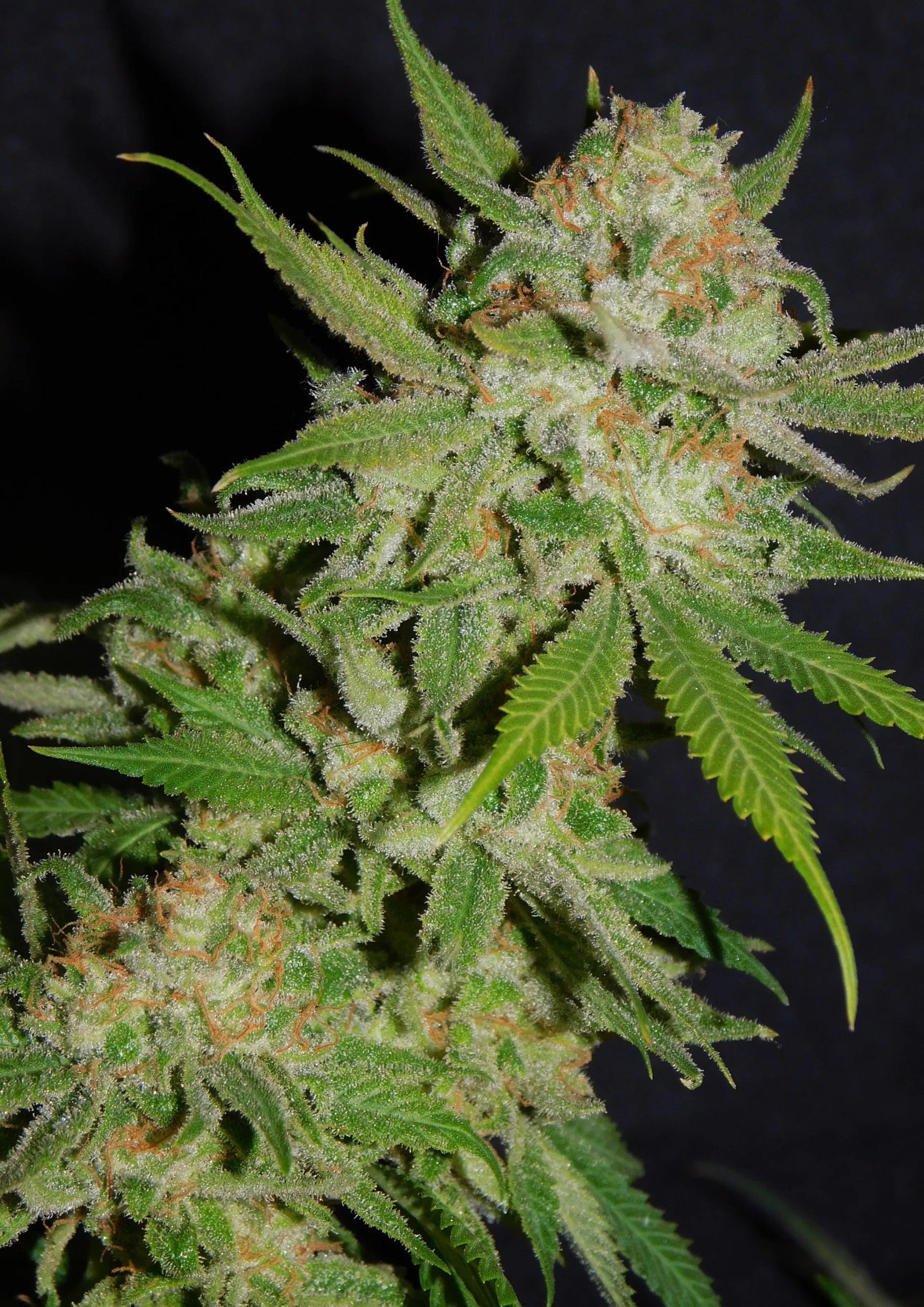 Chemdawg #4 cannabis strain by Real Gorilla Seeds