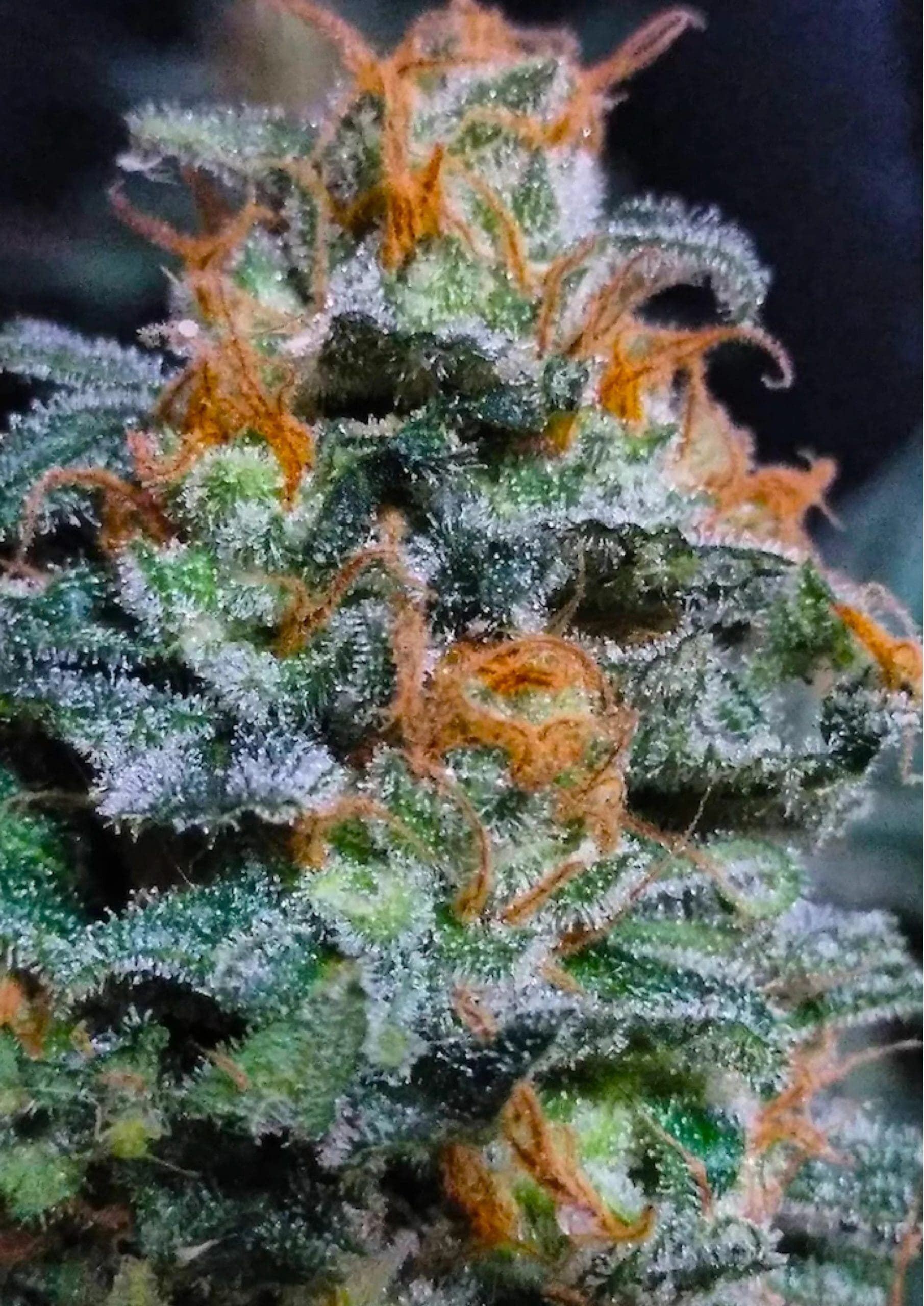 Lemon Haze cannabis strain by Real Gorilla Seeds