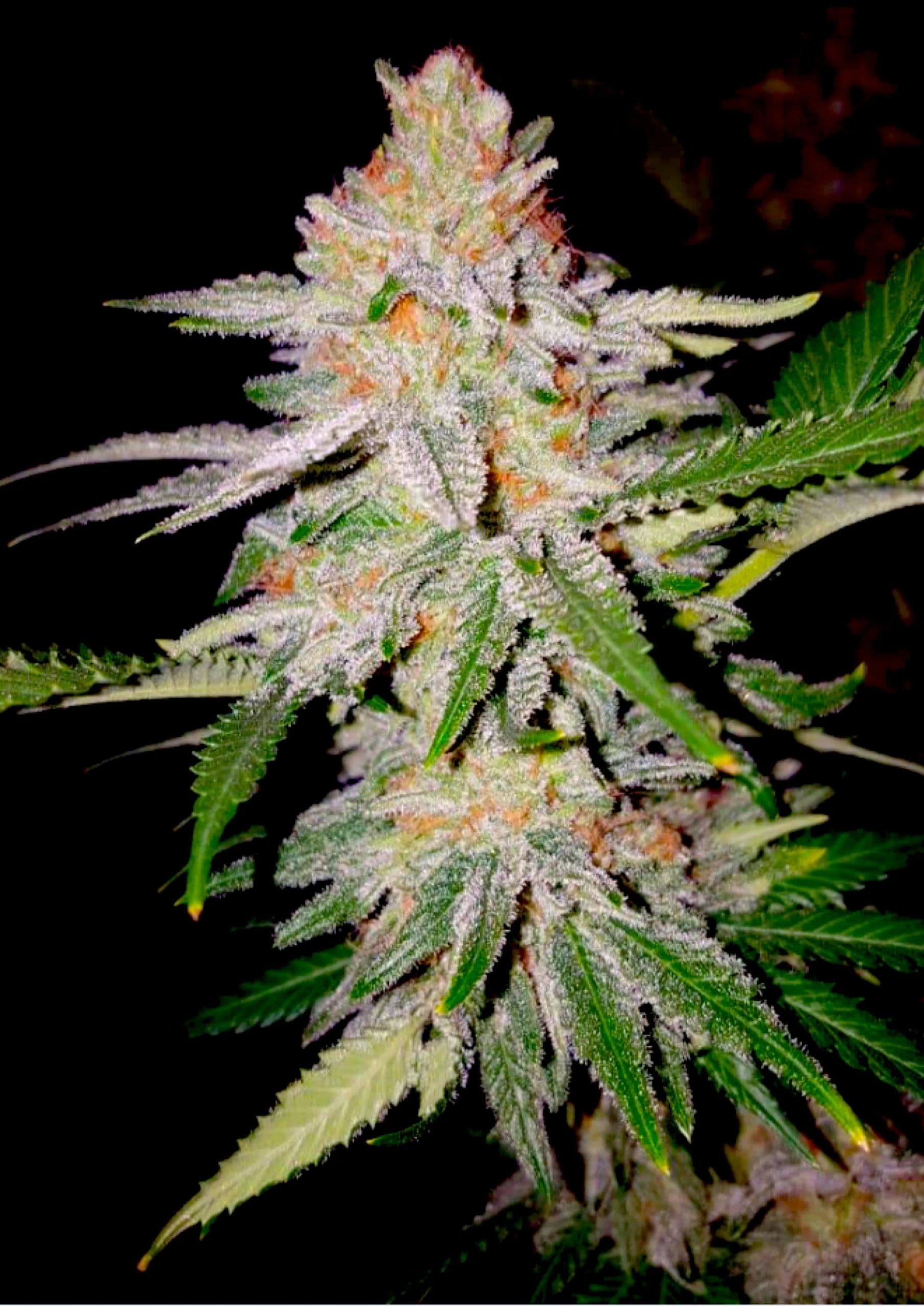 Zkittles cannabis strain by Real Gorilla Seeds