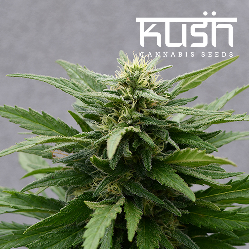 Sour Kush CBD Real Gorilla Seeds
