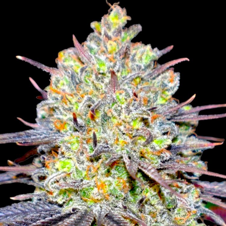 The Runtz Real Gorilla Seeds
