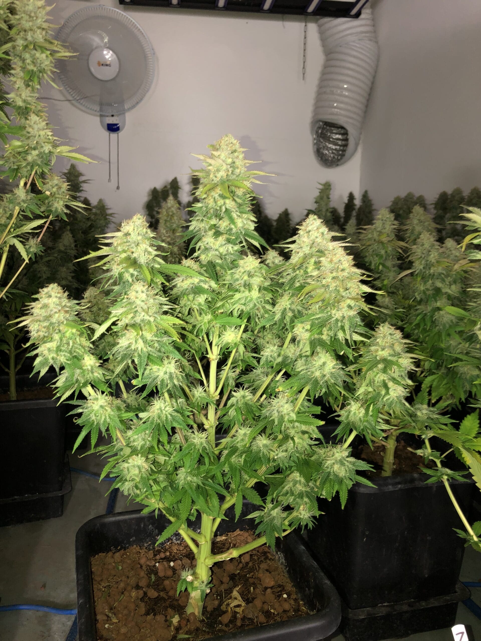 RZ11 by Real Gorilla Seeds