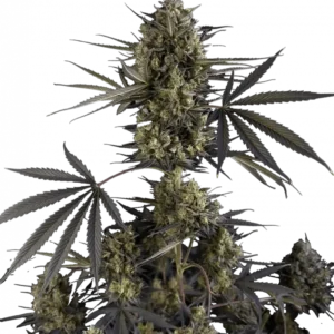 Pound Cake Auto