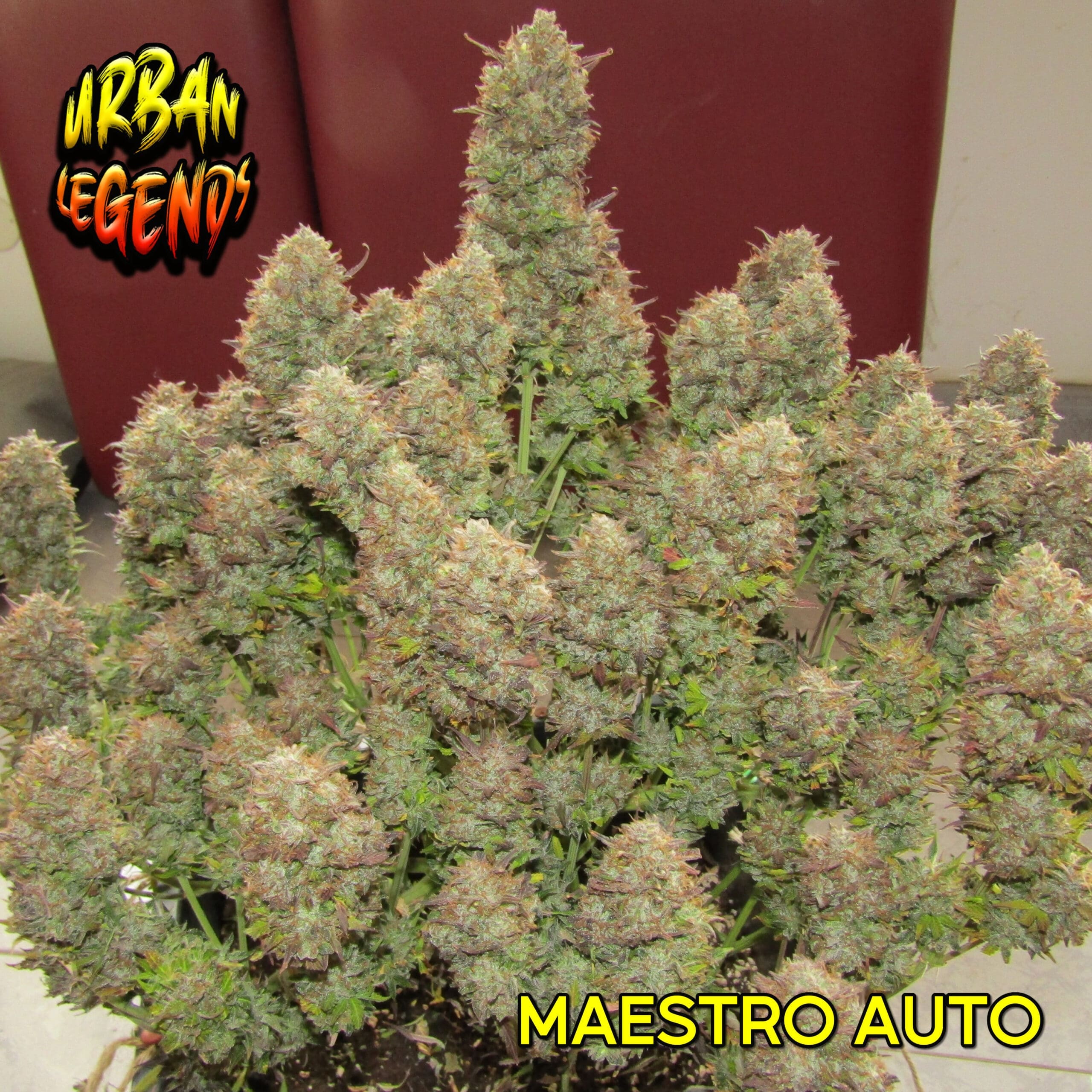 MAESTRO AUTOMATIC cannabis strain by Real Gorilla Seeds